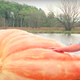 Image for article titled Prize-winning pumpkin disqualified for fingernail-sized crack